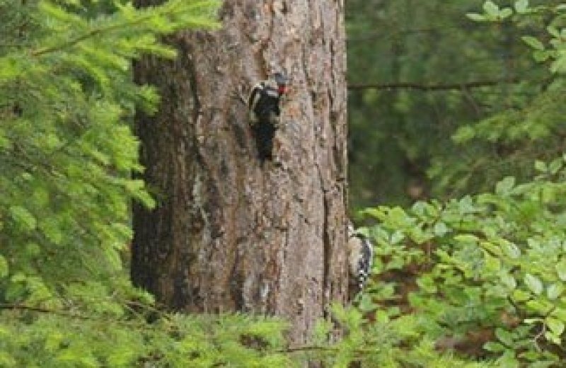 Bungalowpark veluwe acties